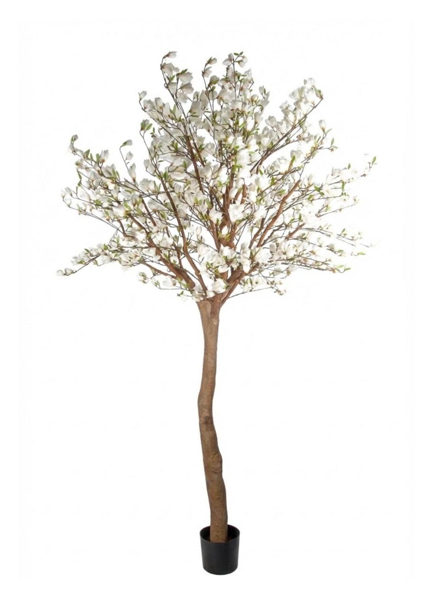 Stora Magnoliaträd