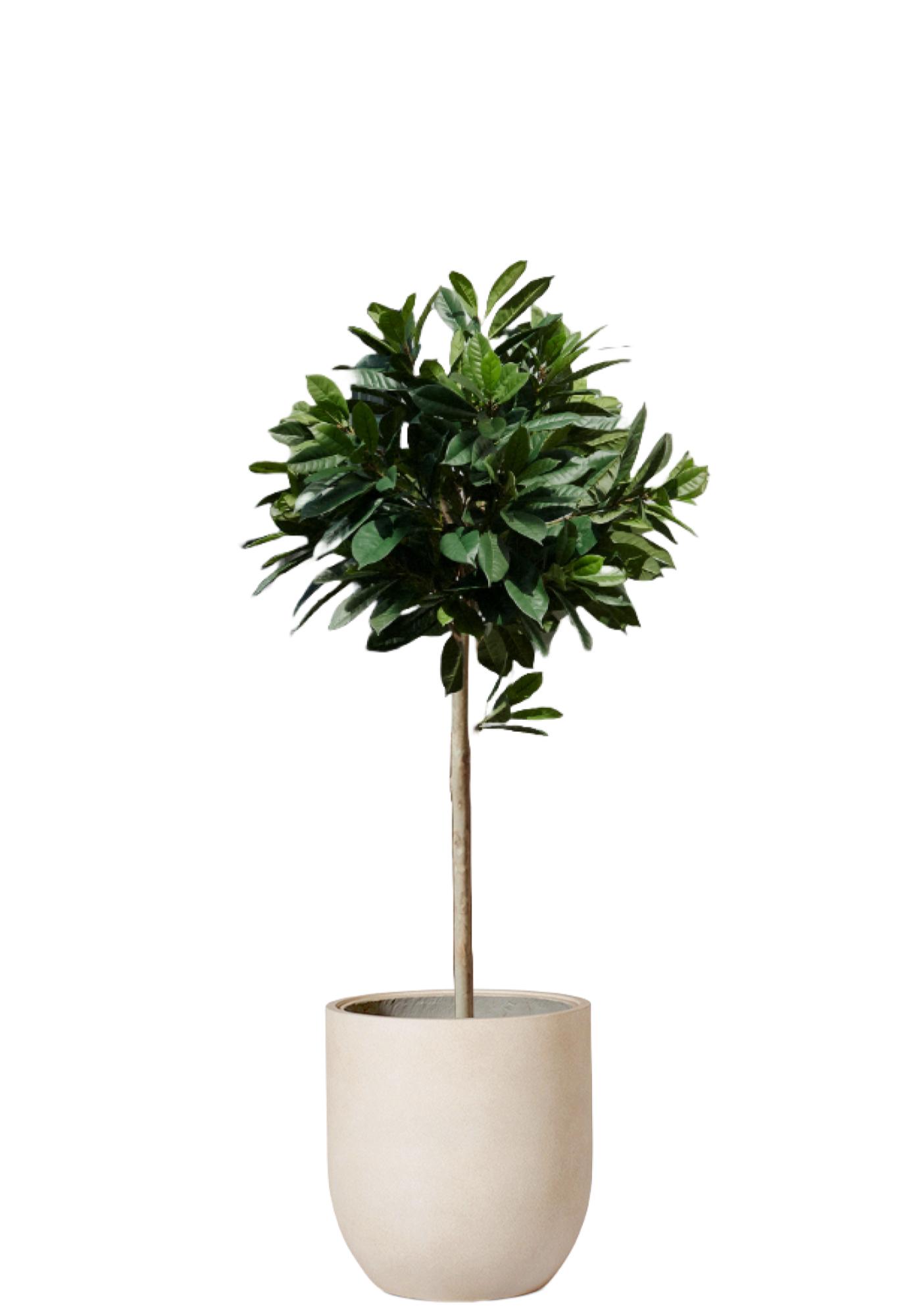 Cyathistipula Toppboll