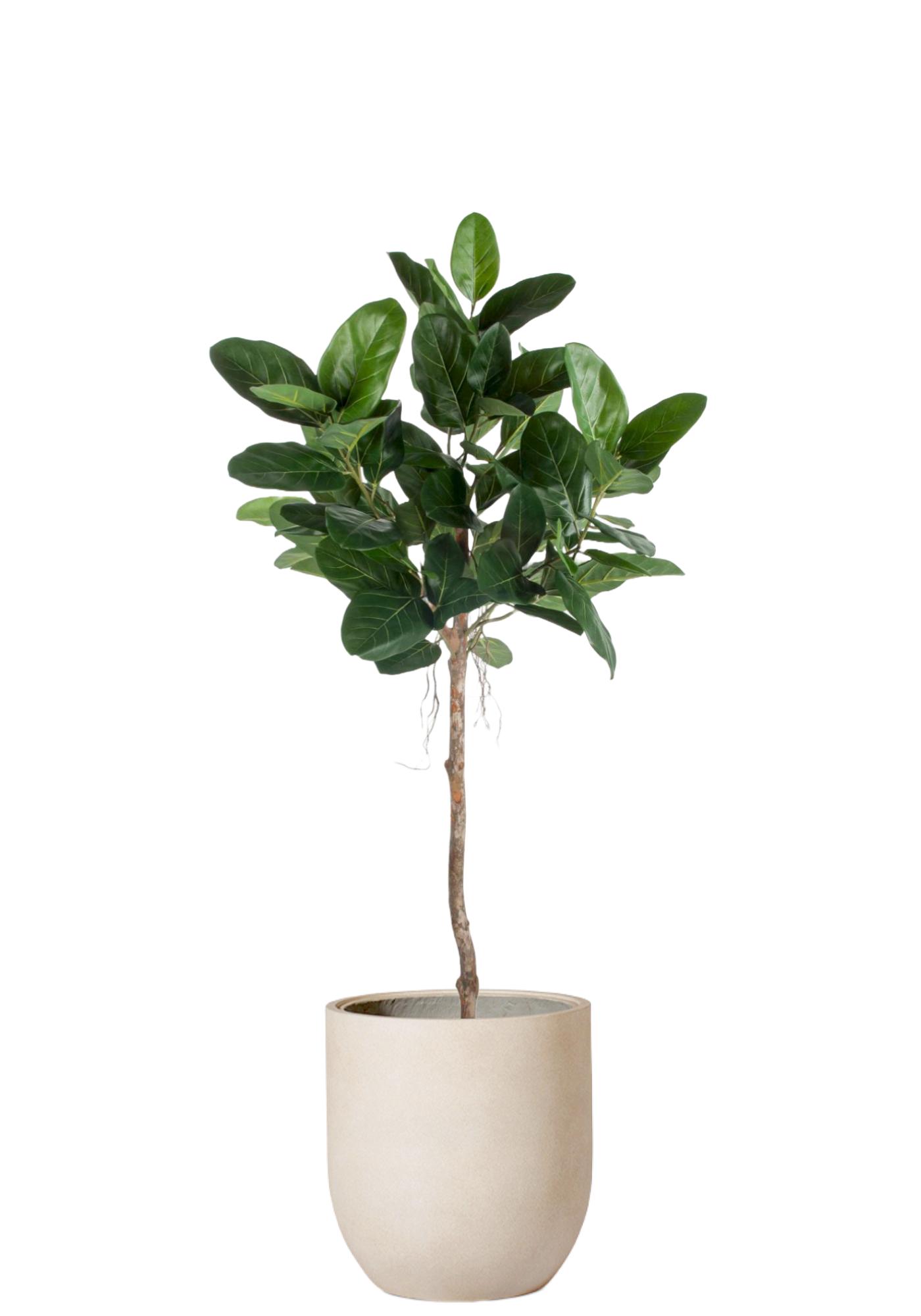 Fikus Audrey Toppboll