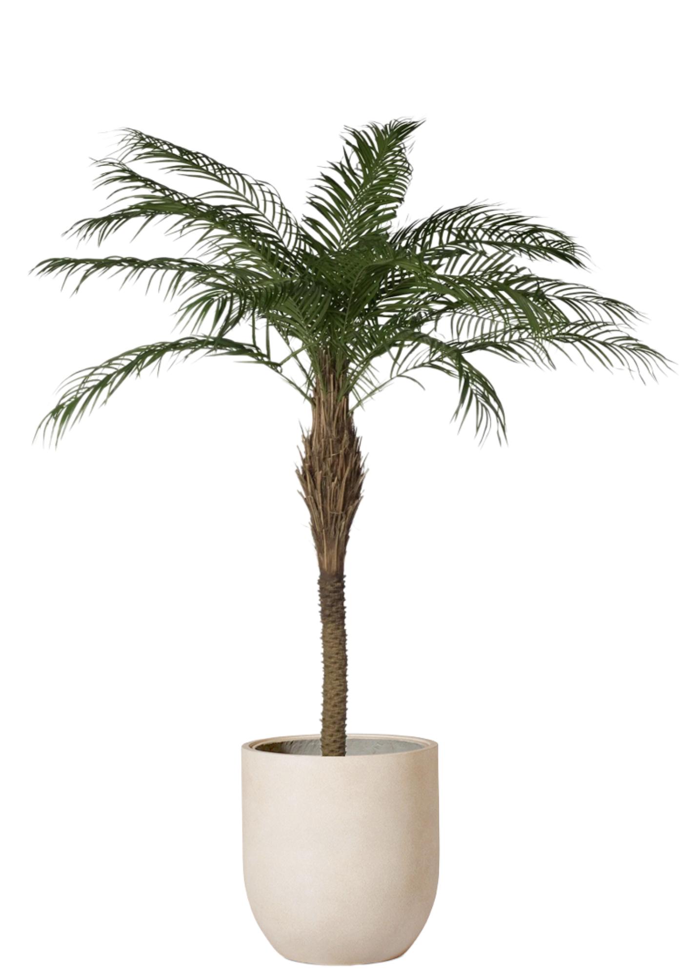 Palm Phoenix