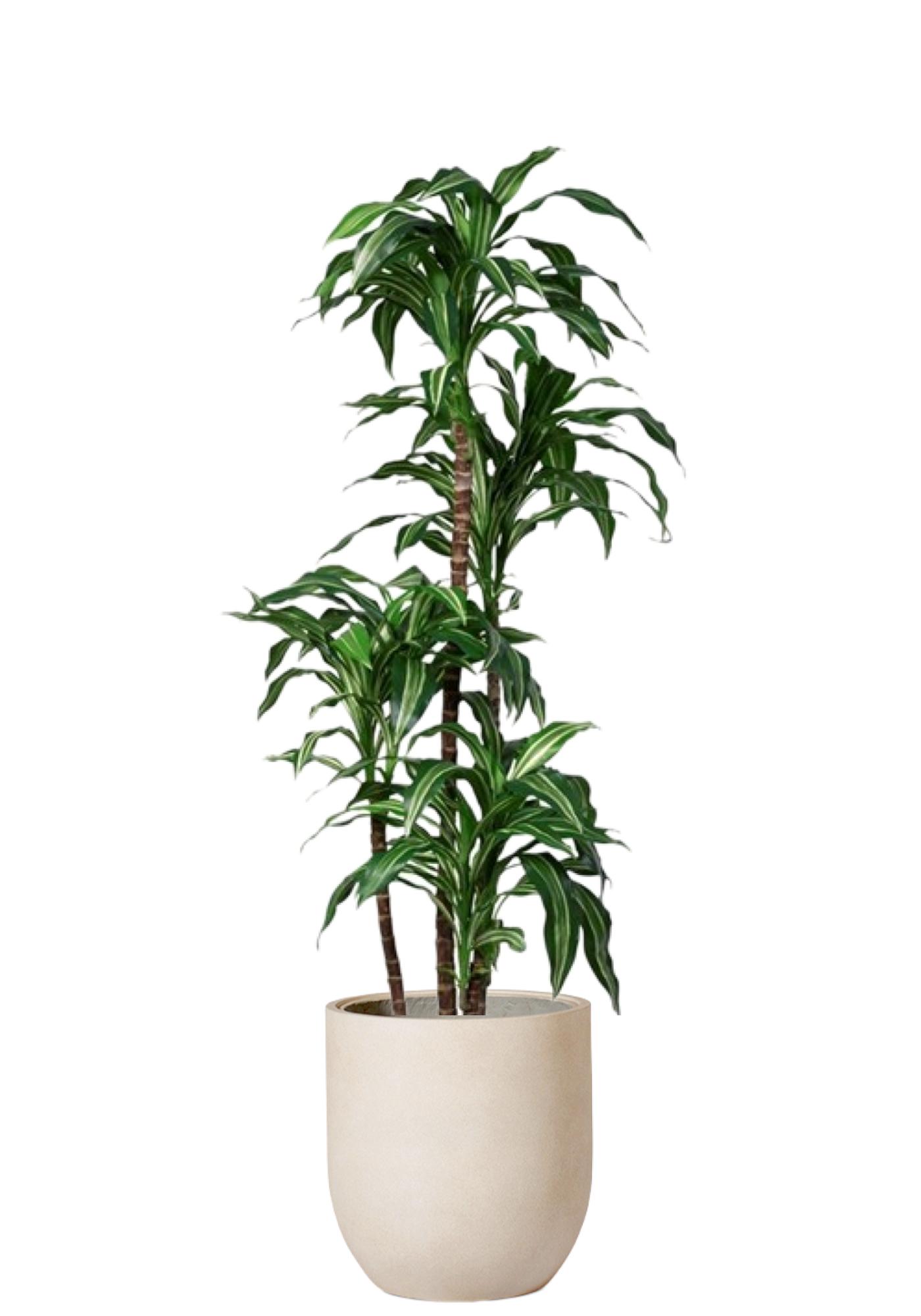 Dracaena Grön/Vit