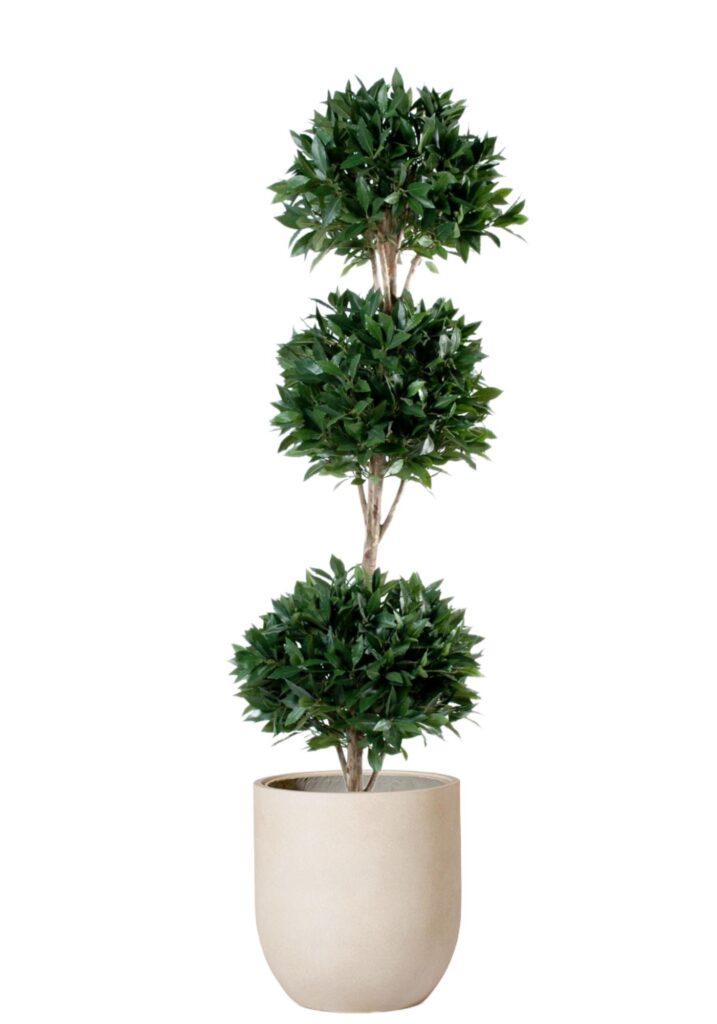 Lagerblad tre bollar