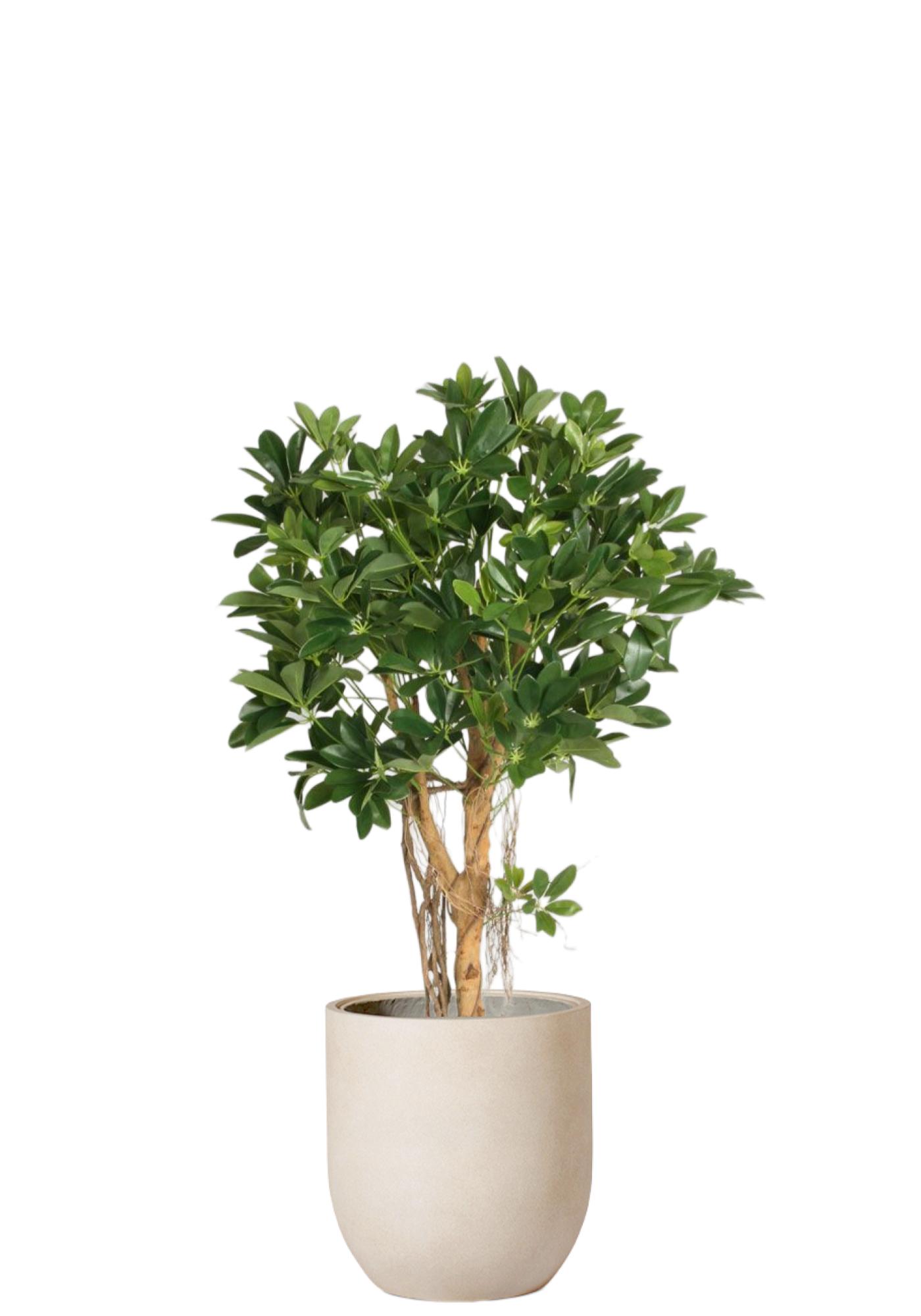 Schefflera