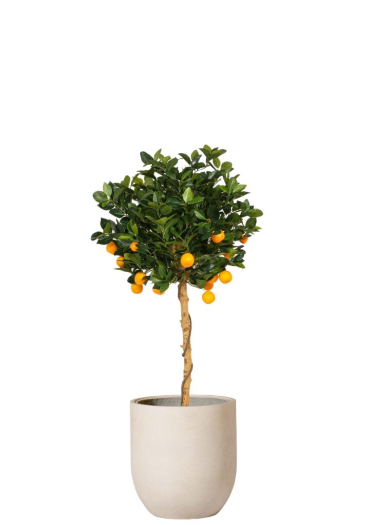 Apelsinträd Toppboll