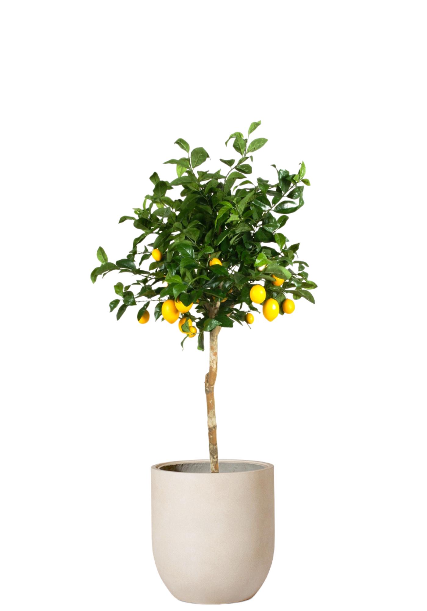 Citronträd Toppboll