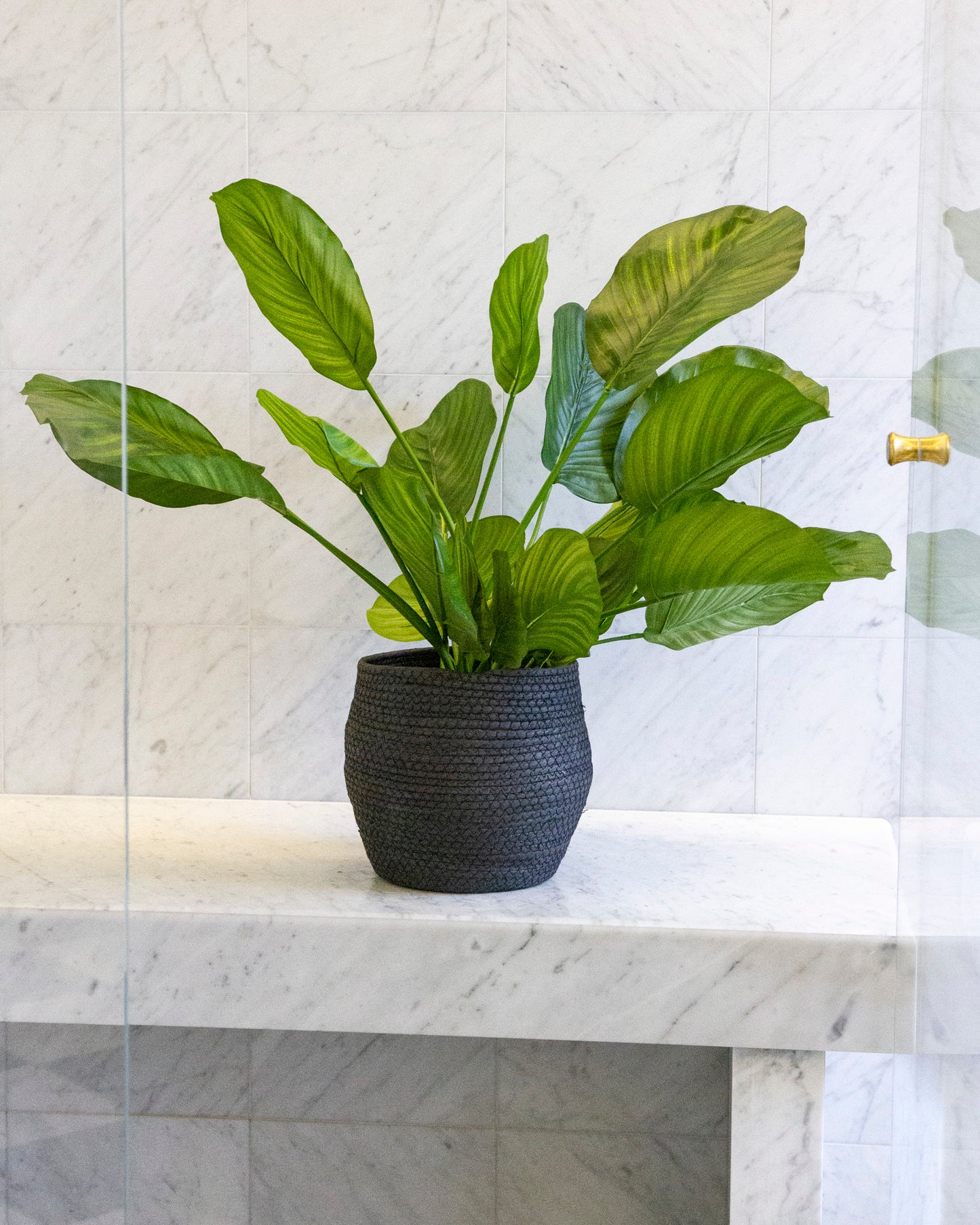 Calathea Fasciata