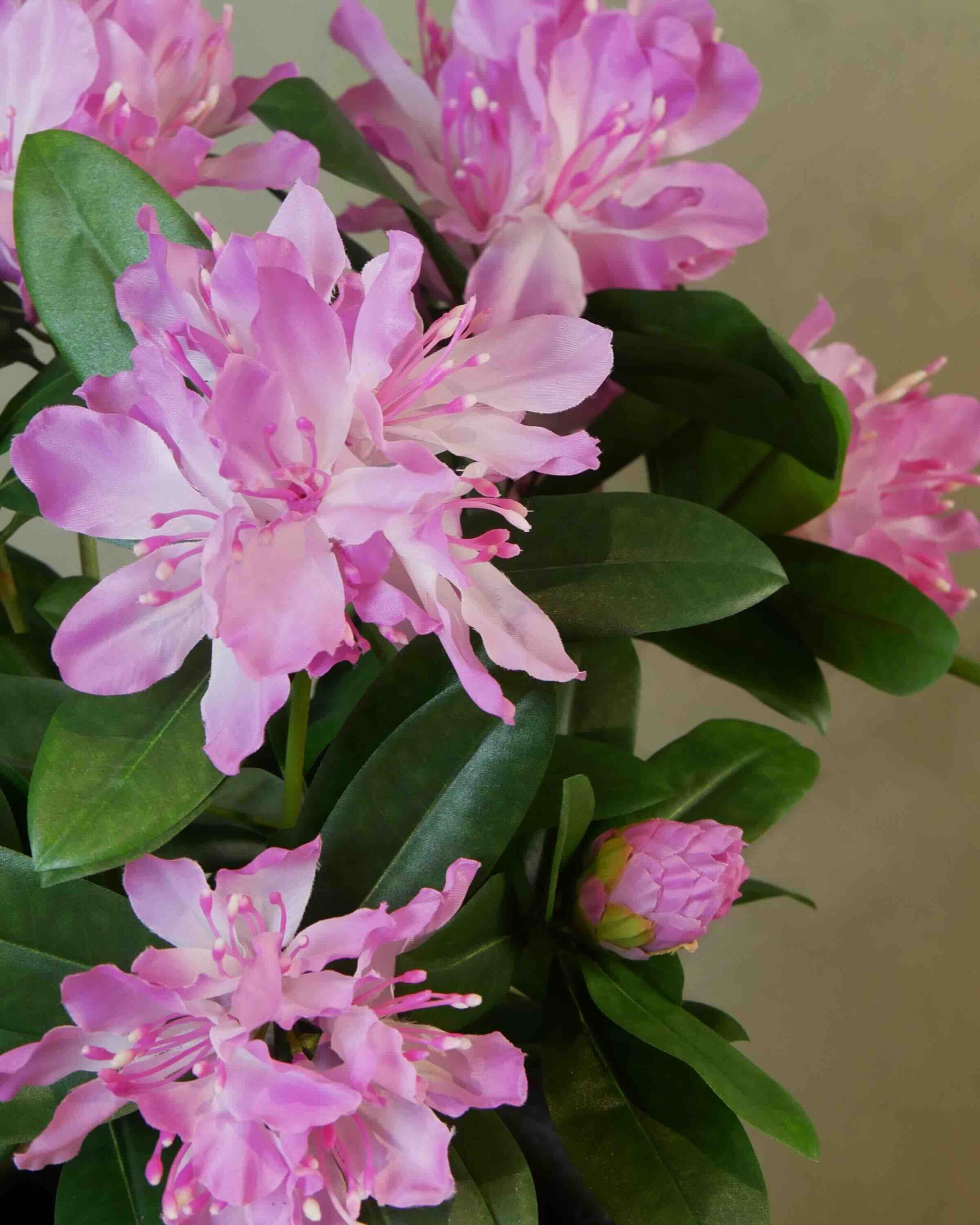 Rhododendron