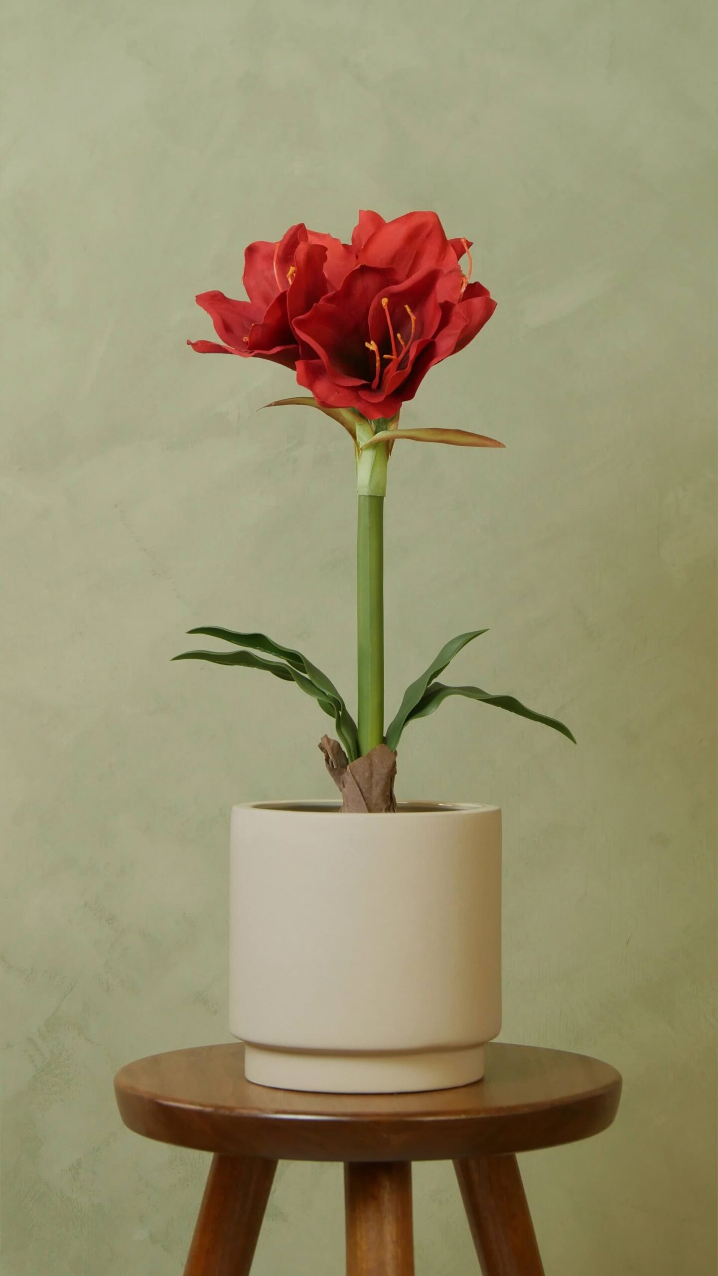 Amaryllis
