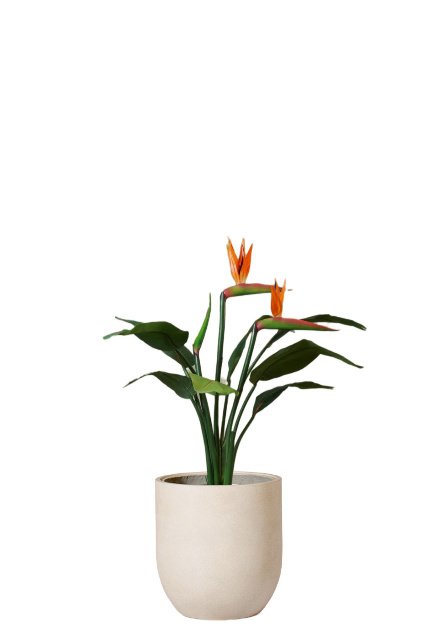 Strelitzia med blomma