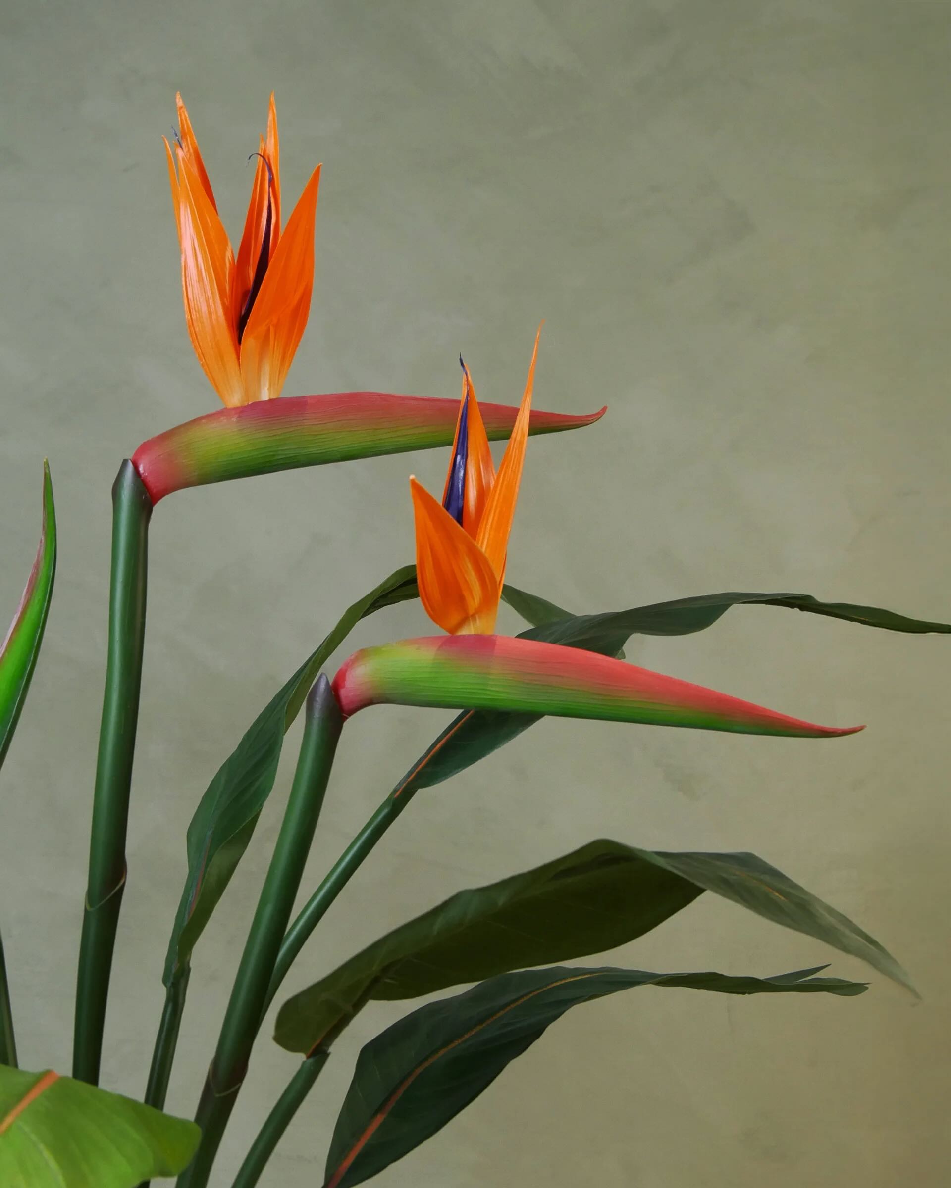 Strelitzia med blomma