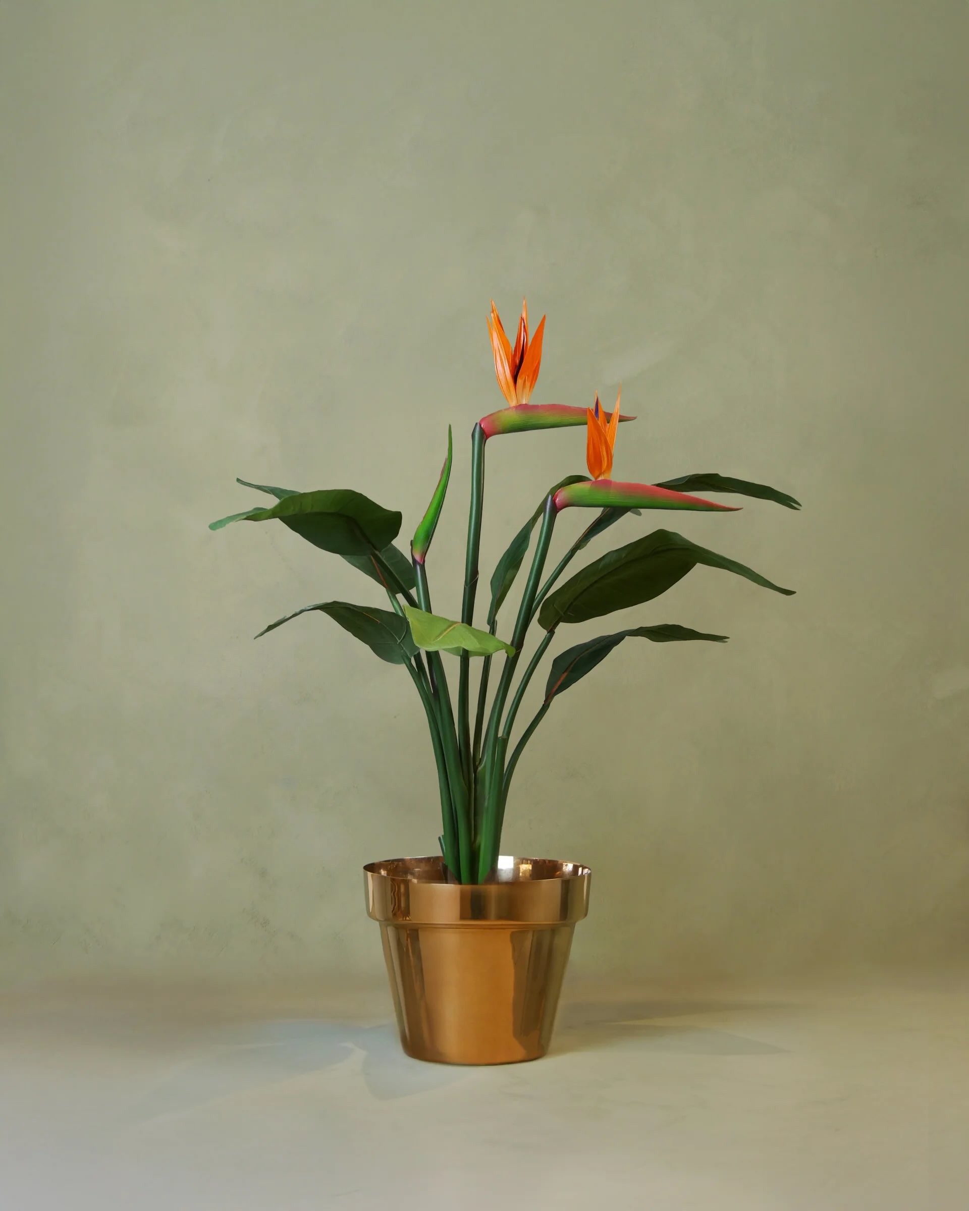 Strelitzia med blomma