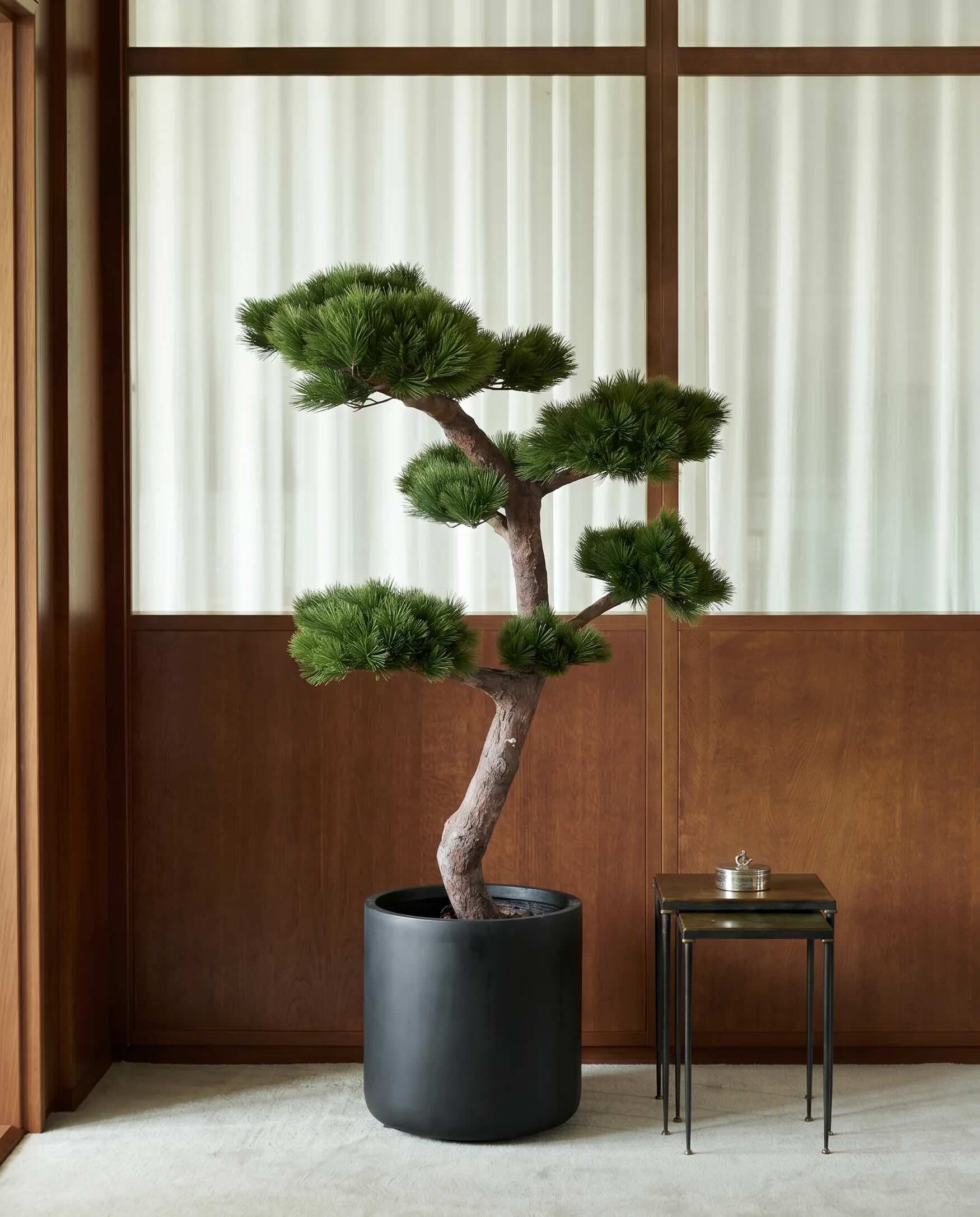 Tallträd Bonsai