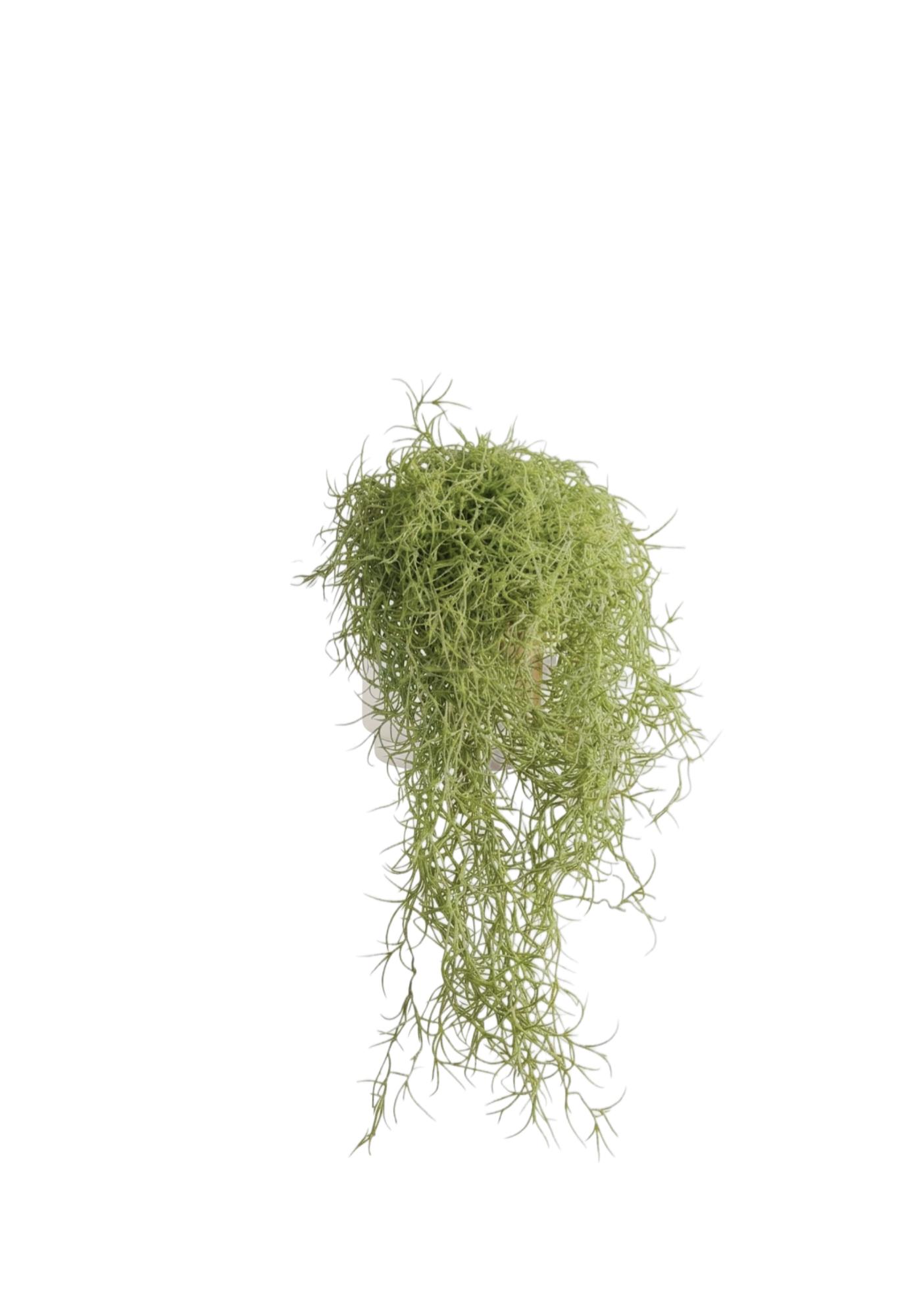Tillandsia