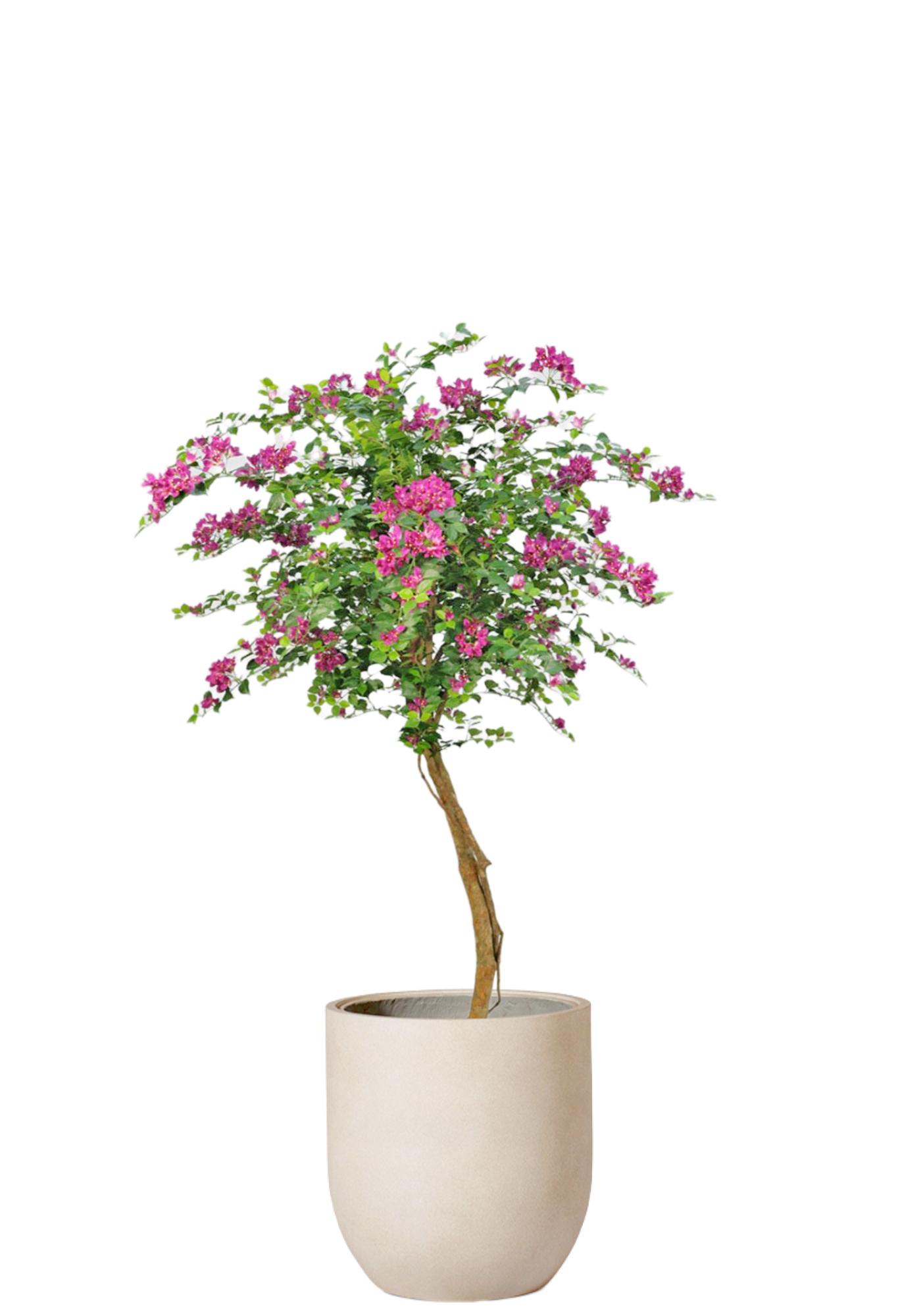 Bougainvillea