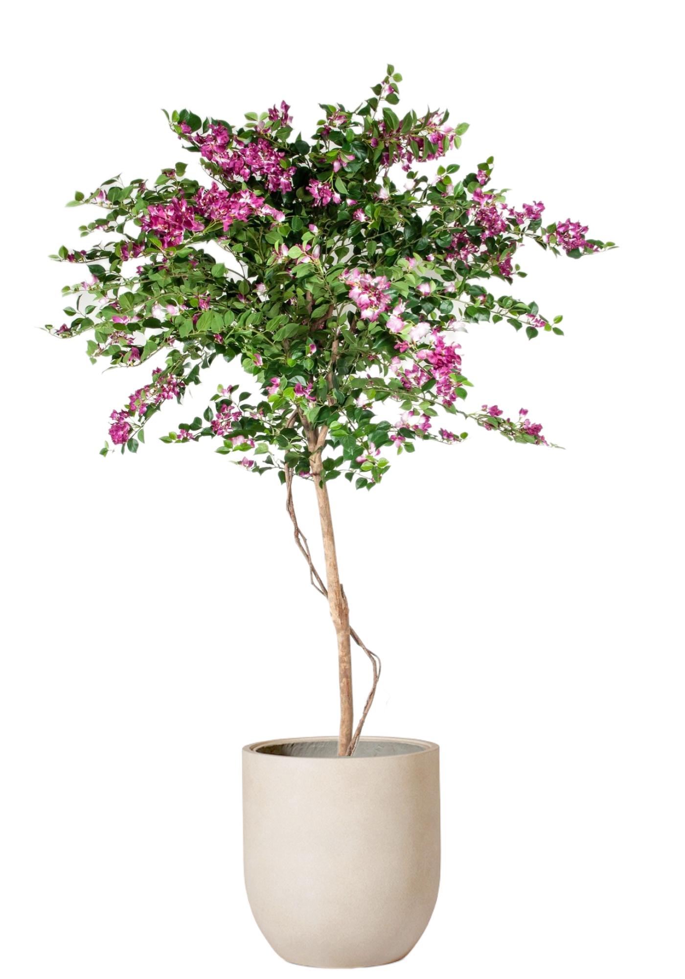 Bougainvillea
