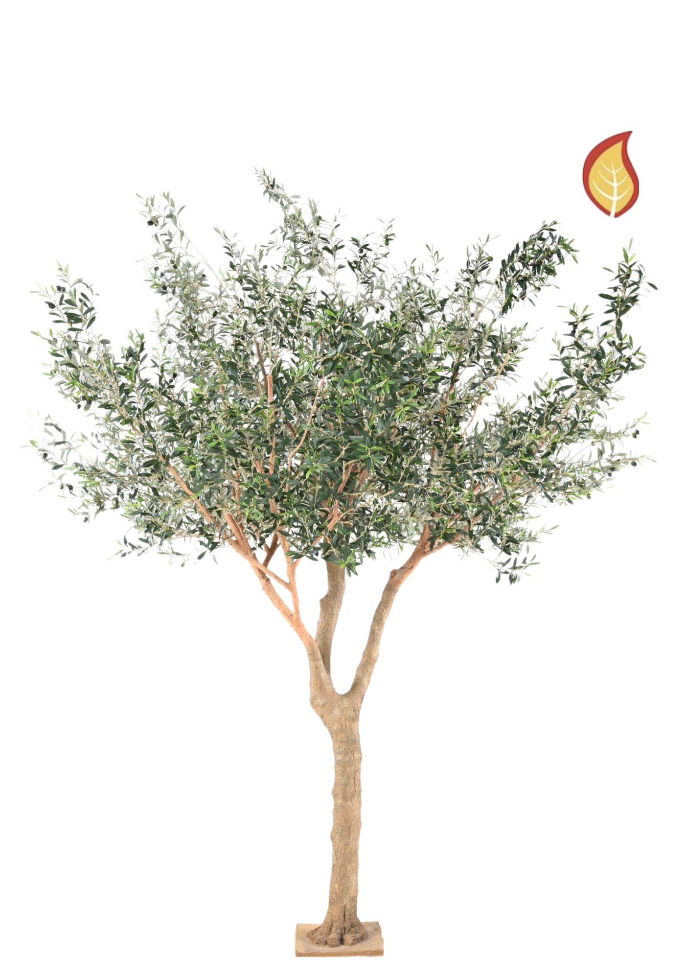 Stort Olivträd (FR)