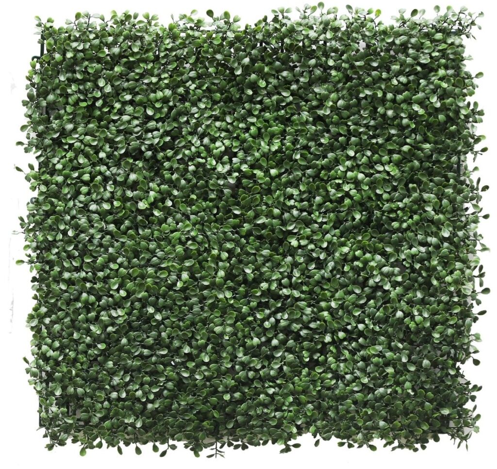 Växtvägg Buxbom, UV